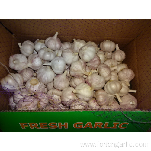 Normal White Garlic High Quality Crop 2019